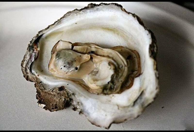 Steamed Oysters
