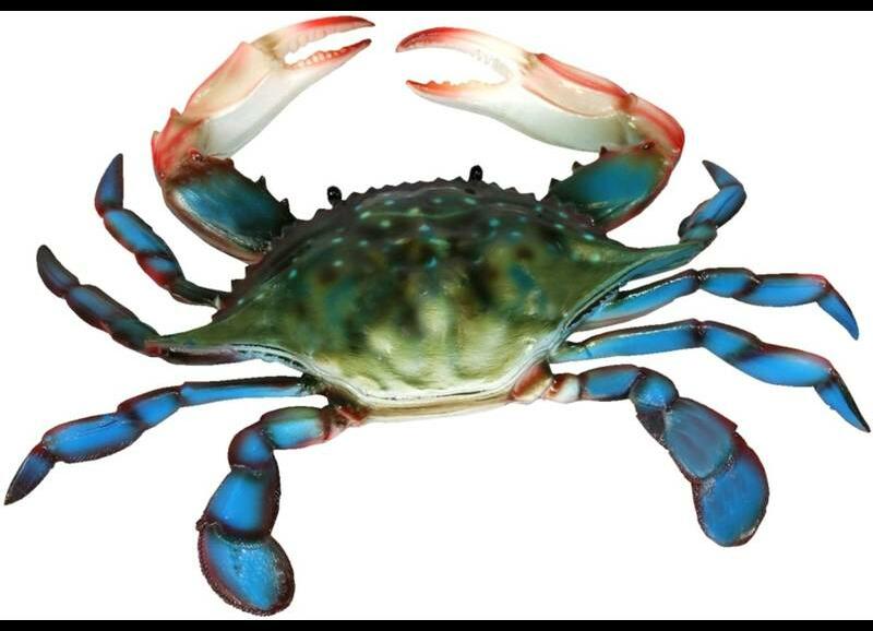 Blue Crab